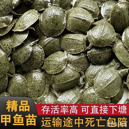 外塘生态中华甲鱼苗包邮包活