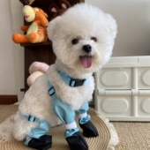 宠物狗狗外出遛弯鞋 中小型犬雪纳瑞柴犬全包 四脚全包防脏防尘鞋