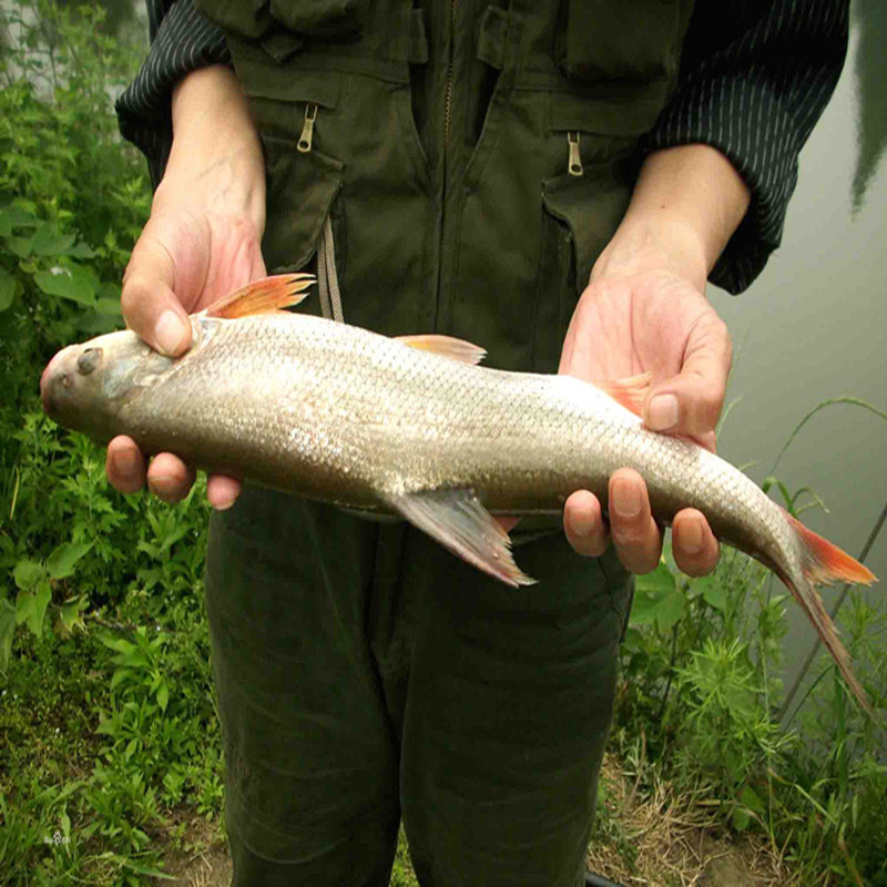 野红尾鱼千岛湖淡水产红珠鱼生新鲜活鱼肉质鲜嫩红尾巴梢500g食用