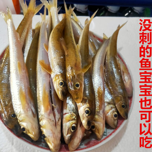 顺丰特快千岛湖大眼睛棍子鱼