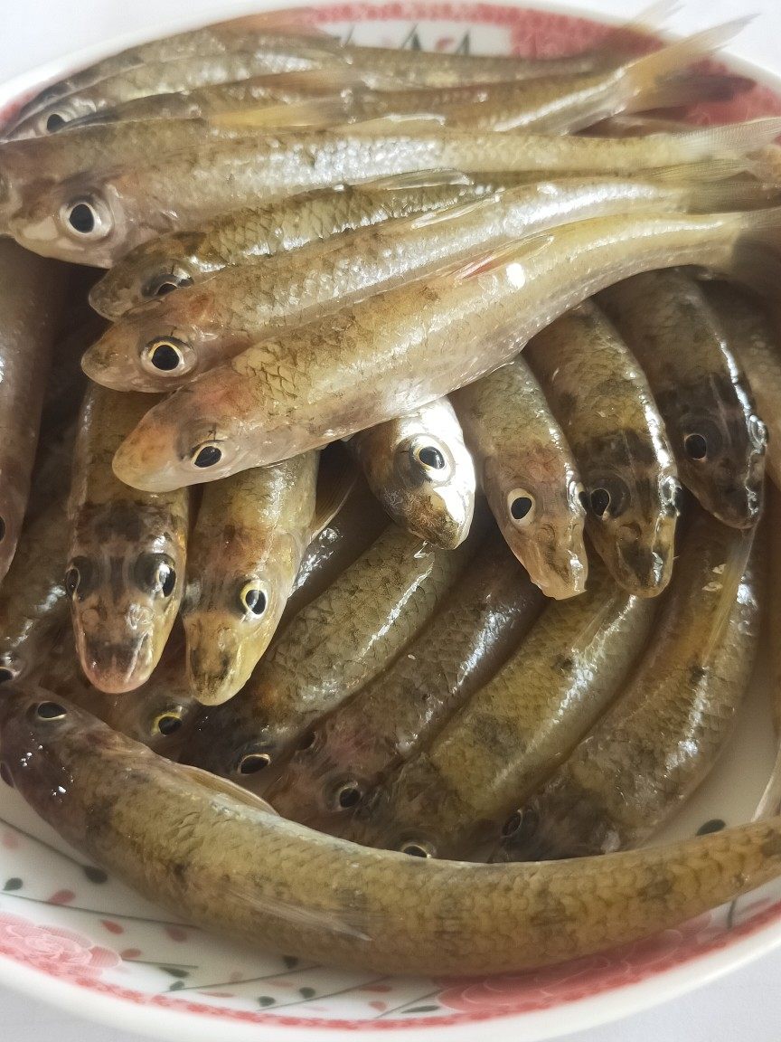千岛湖生态活鱼可吃淡水鱼新鲜大眼睛棍子鱼无刺小杂鱼鲜活船钉鱼