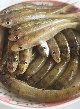千岛湖生态活鱼可吃淡水鱼新鲜大眼睛棍子鱼无刺小杂鱼鲜活船钉鱼