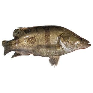 千岛湖斑鳜鱼鲜活现杀冰鲜顺丰冷链直达大眼桂鱼尖嘴季花鱼扁鳜鱼