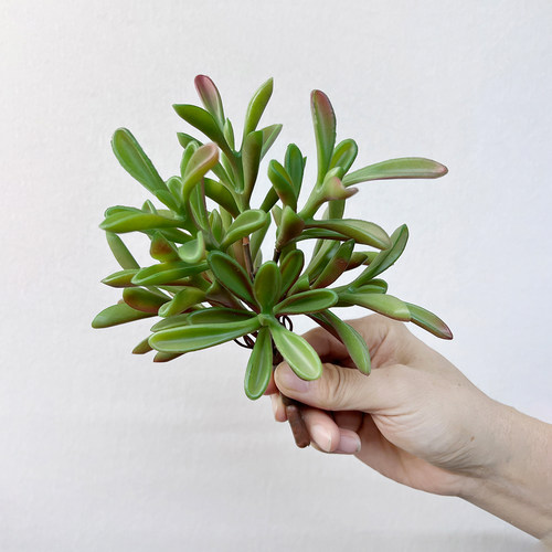 仿真小绿植多肉植物造景花束配草装饰假花树叶棕榈叶盆景盆栽花