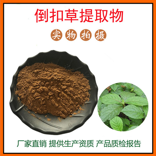 倒扣草提取物30:1 倒扣草粉 植物提取物 量大从优 资质齐全 包邮