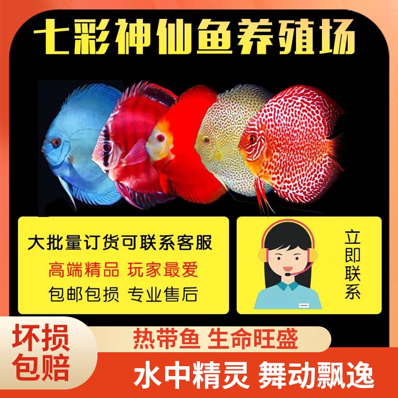 热带七彩神仙鱼,6至8cm大苗已发色,经济实惠款
