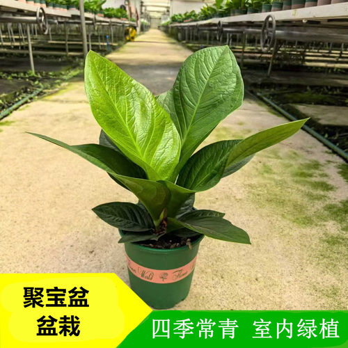 聚宝盆绿植小盆栽四季常青