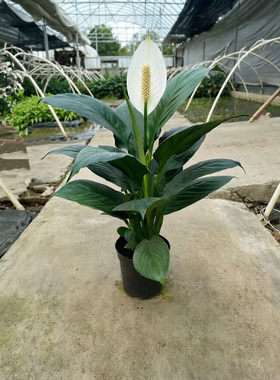 绿巨人盆栽观叶植物办公室大叶客厅桌面万年青绿植吸尘净化空气
