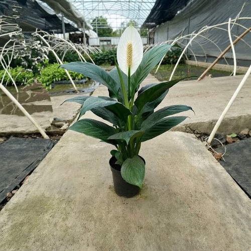 绿巨人盆栽观叶植物办公室大叶客厅桌面万年青绿植吸尘净化空气