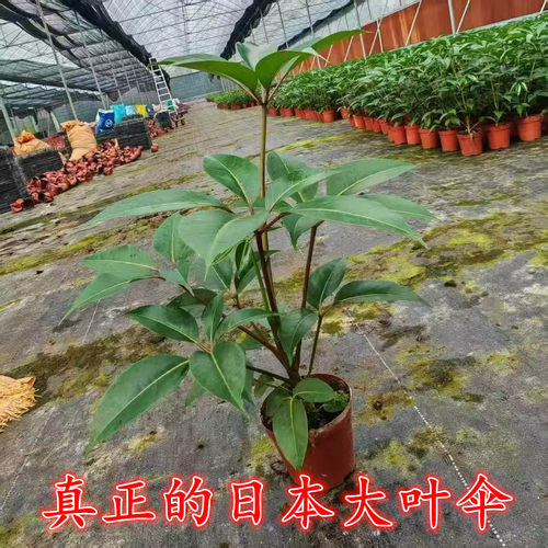 细叶日本大叶伞保罗大株室内盆栽绿植净化空气北欧风小苗四季常青