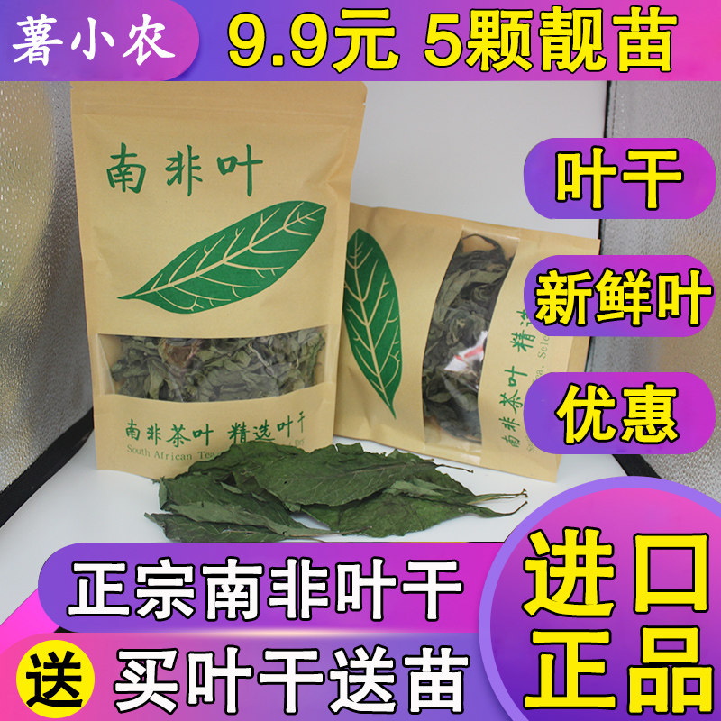 南非叶树将军叶桃叶斑鸠菊南非叶干苦茶叶茶树苗新鲜南非叶包邮