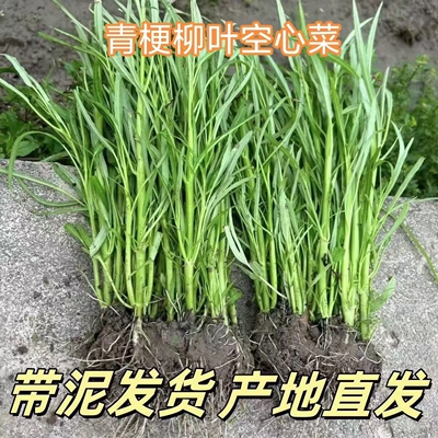 青梗空心菜苗带土发货
