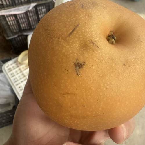 秋月梨子瑕疵果新鲜水果当季应季整箱现摘正宗山东莱冰糖阳梨
