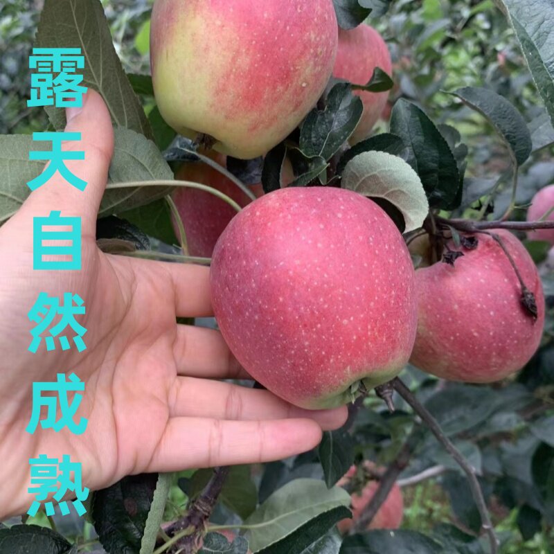 山东鲁丽苹果新鲜当季水果脆甜露天丑苹果非烟台苹果顺丰包邮