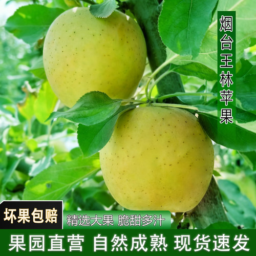 正宗烟台王林青苹果新鲜水果当季