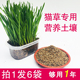 种猫草猫薄荷盆栽专用营养土壤 水培猫草种子营养土 猫薄荷种籽