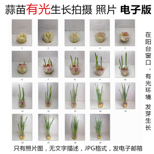 蒜苗成長光照環境觀察照片 P32大蒜有光水培植物生長JPG圖片素材