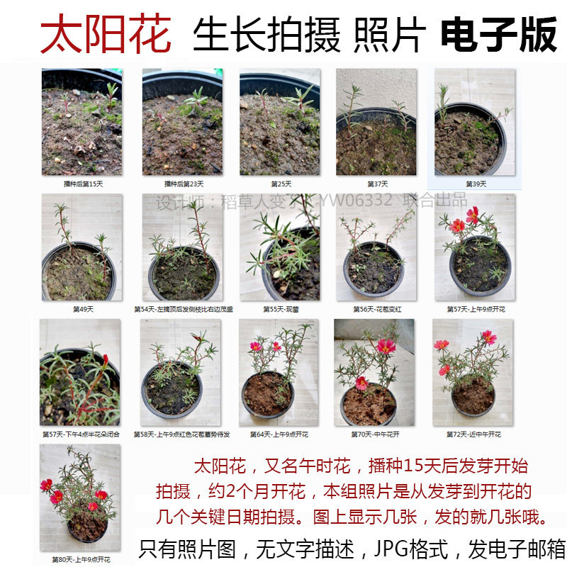 p29植物生长照片jpg图片素材--太阳花午时花成长观察记照片组