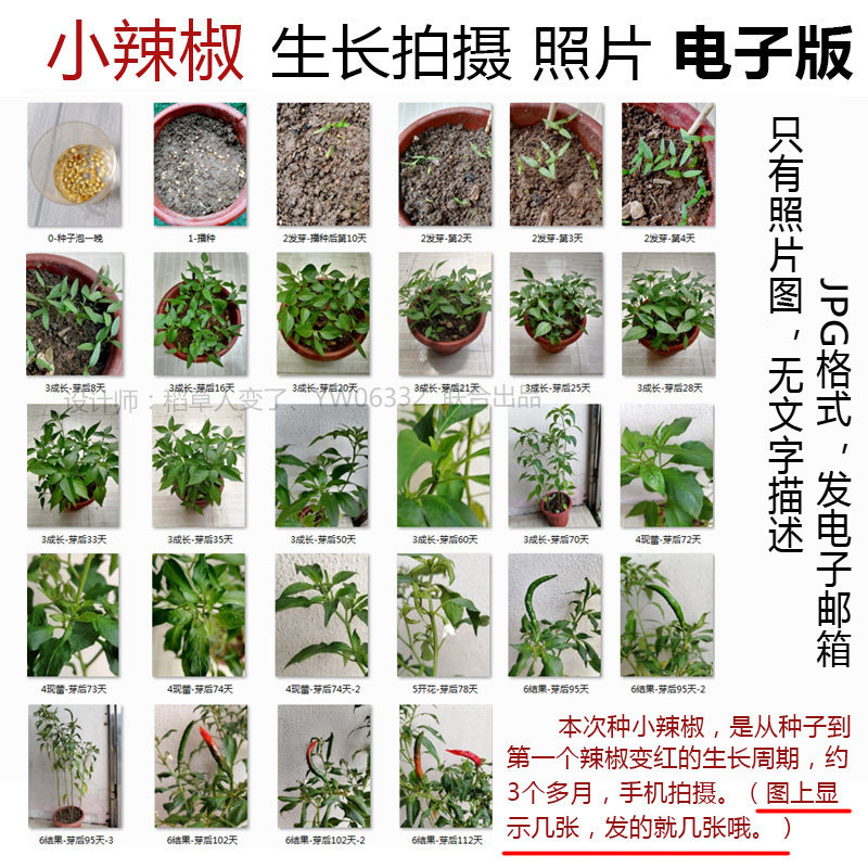 p16蔬菜辣椒从种子到开花结果成长照片--植物生长观察拍摄尖椒