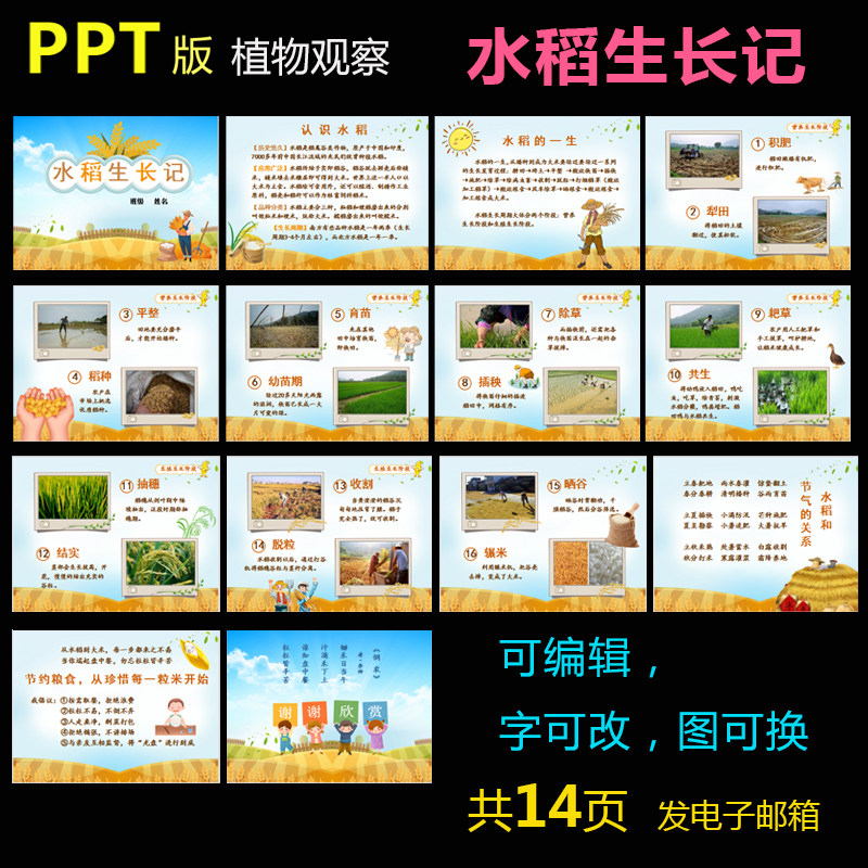 ppt版水稻生长记植物成长记录学生科学观察日记稻米稻子演讲演示
