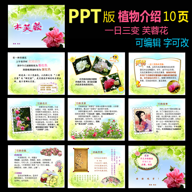 ppt版植物观察课题一种花的介绍木芙蓉演讲演示