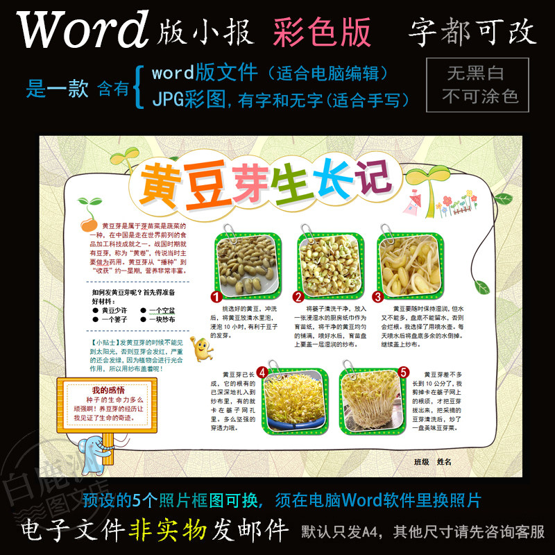 z119黄豆芽生长小报电子版word模板电脑手抄植物种子成长观察简报怎么看?