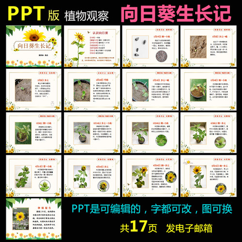 P017向日葵生长记PPT模板植物种子葵花籽成长科学观察日记1款