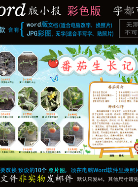 Z149番茄生长记小报电子版word模板电脑手抄报植物成长西红柿简报