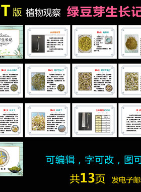 P010绿豆芽生长记PPT模板水培植物种子成长科学观察记录电子版1款