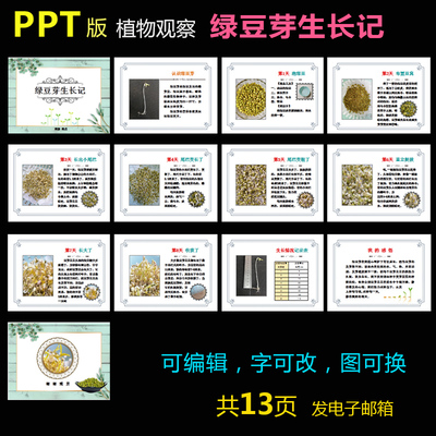 P010绿豆芽生长记PPT模板水培植物种子成长科学观察记录电子版1款