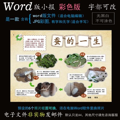 D051养蚕小报电子版word模板电脑手抄报昆虫生长简报蚕的一生