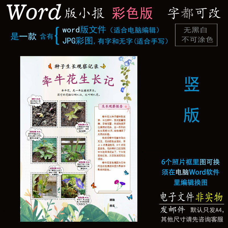z160竖版牵牛花小报电子版word模板电脑手抄报植物生长成长简报