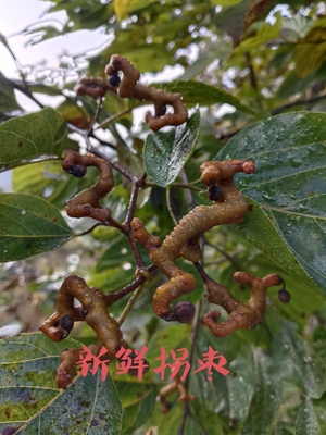 新鲜拐枣 新鲜水果 现摘拐枣 拐枣 鸡爪梨 万寿果包邮食用鲜果