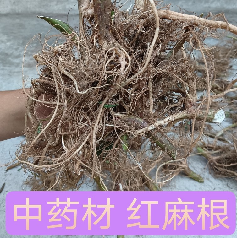 新鲜红活麻根 干叶红荨麻咬人草红禾麻手脚麻木草