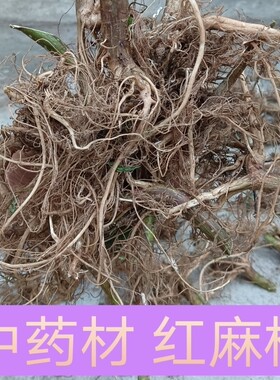 新鲜红活麻根 干叶红荨麻咬人草红禾麻手脚麻木草