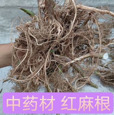 新鲜红活麻根 干叶红荨麻咬人草红禾麻手脚麻木草