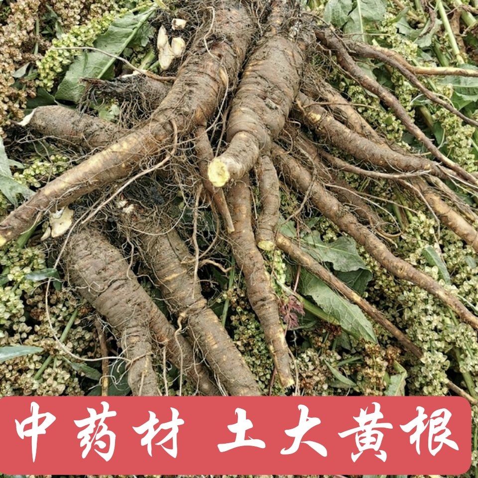 中药材羊铁叶子根 野菠菜根 新鲜羊蹄根 土大黄根 野大黄根