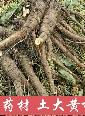 中药材羊铁叶子根 野菠菜根 新鲜羊蹄根 土大黄根 野大黄根