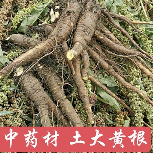 中药材羊铁叶子根 野菠菜根 新鲜羊蹄根 土大黄根 野大黄根