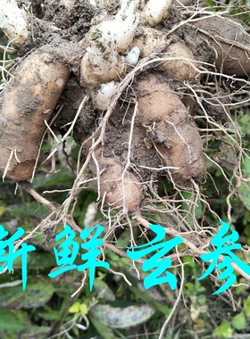 新鲜中药材元参 现挖天然青草玄参 黑参 元参 现挖现发