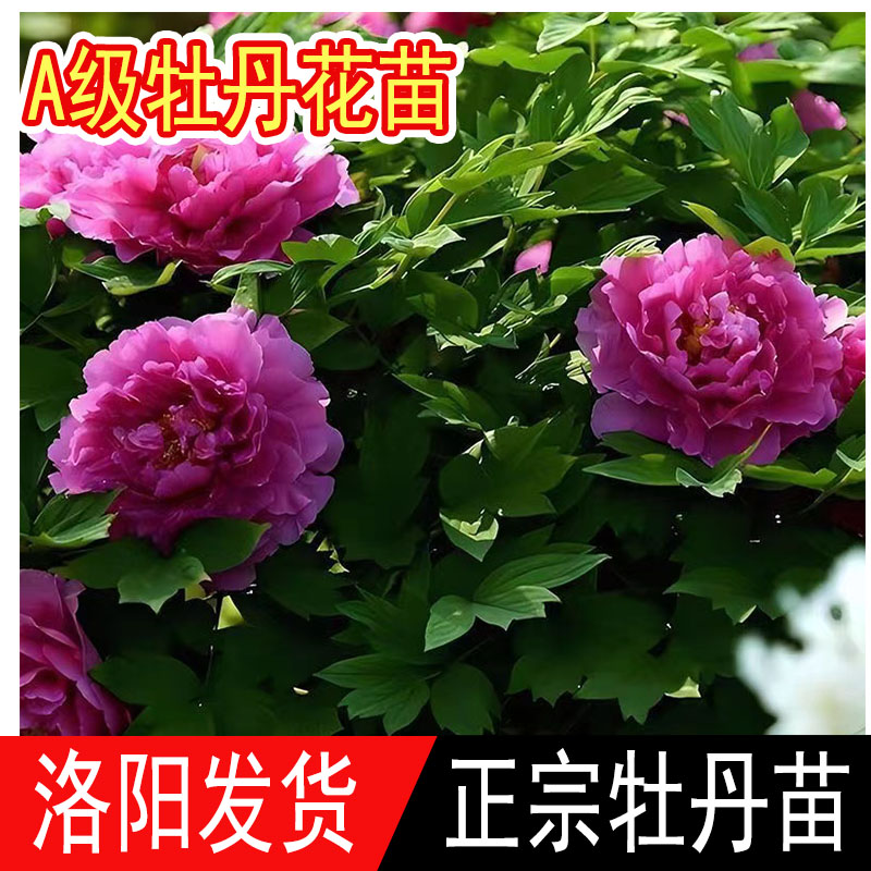 洛阳大花牡丹正宗耐寒盆栽地栽独杆牡丹花苗带芽重瓣花卉室外室内