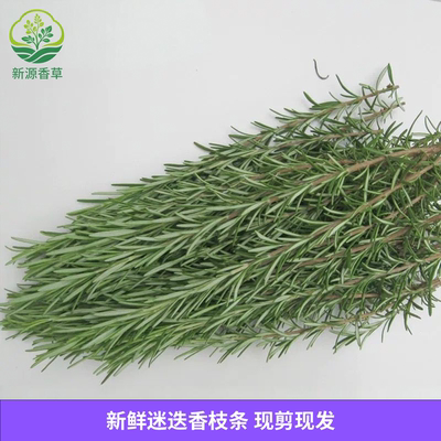 新鲜迷迭香 迷失香 迷迪香 烧烤烘焙调料 西餐煎牛排食用香料配料