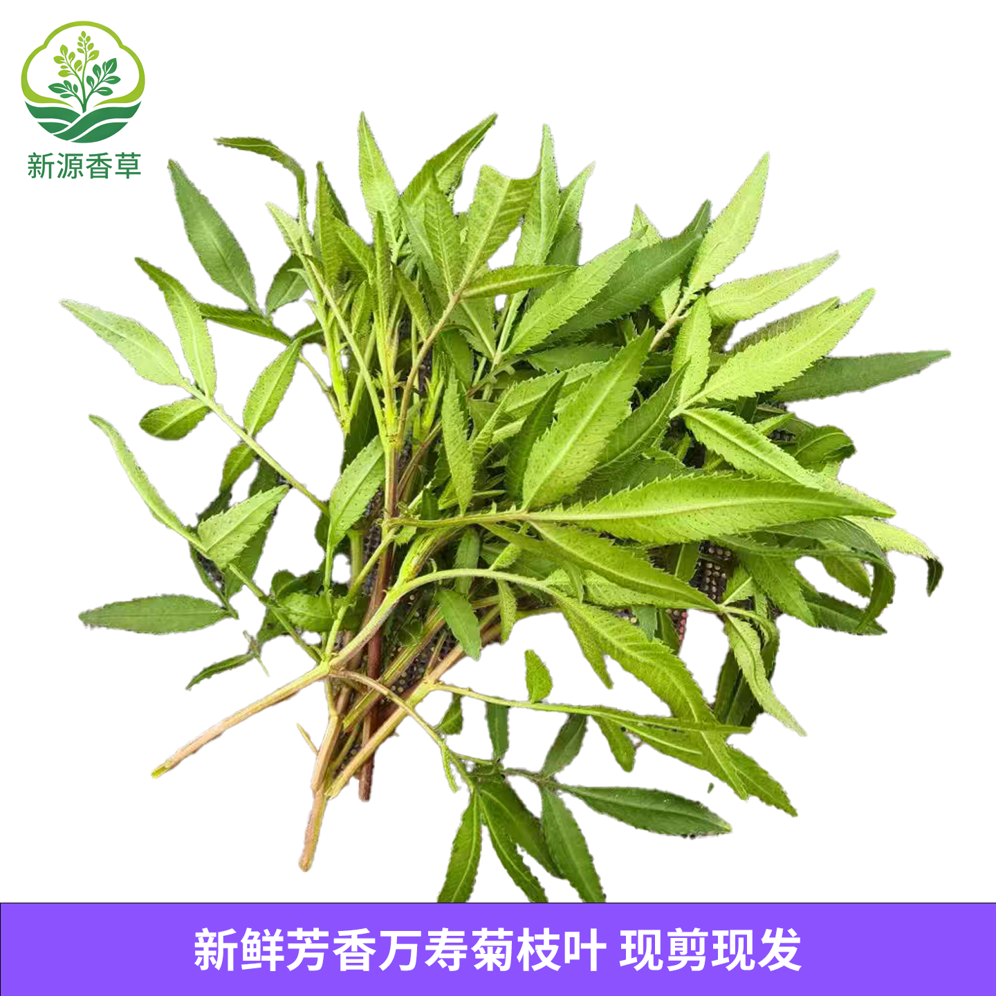 新鲜芳香万寿菊枝叶 百香果味鲜叶花卉香叶装饰摆盘香薰 现剪现发