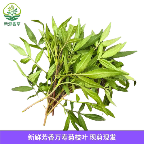 新鲜芳香万寿菊枝叶 百香果味鲜叶花卉香叶装饰摆盘香薰 现剪现发