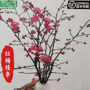 发货中新鲜红梅花枝鲜切花红梅干支水培春梅绿梅白梅插花水养梅花