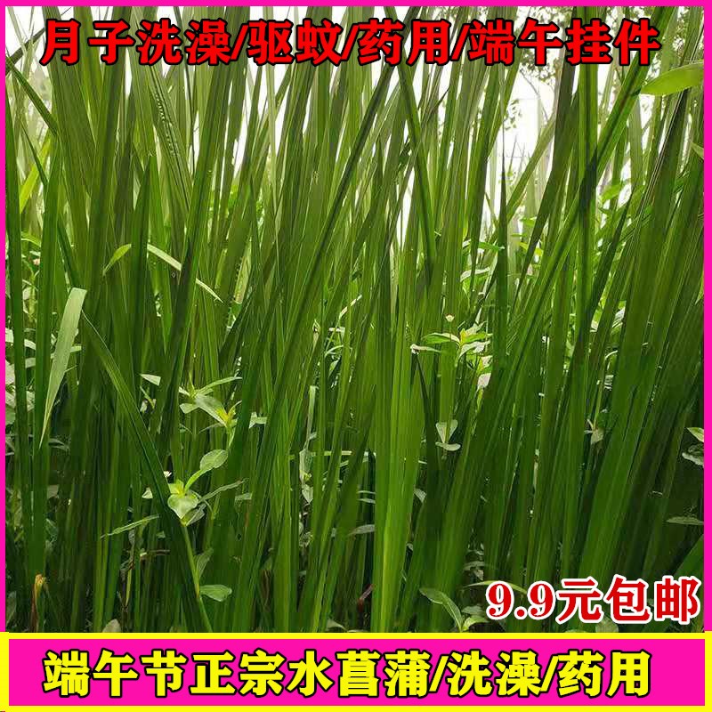 水菖蒲苗室外挺水新鲜水剑草石菖