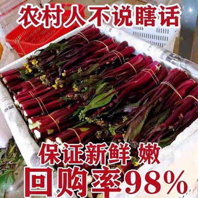 正宗红菜苔应季菜心菜苔