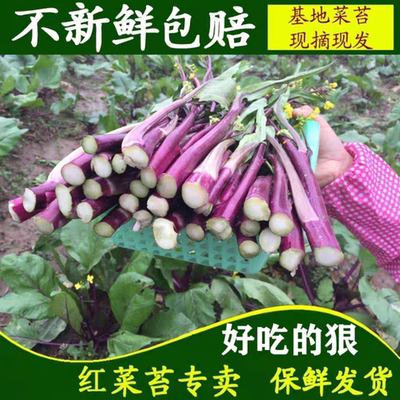 湖北新鲜红菜苔时令蔬菜洪山菜苔农家菜心新鲜现摘紫菜薹洪山青菜