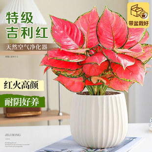 如意吉利红水培如意皇后盆栽办公室内桌面水养绿植万年红好养花卉