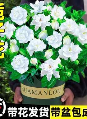 栀子花盆栽花卉植物室内带花苞枝枝花绿植农香阳台大棵四季开花